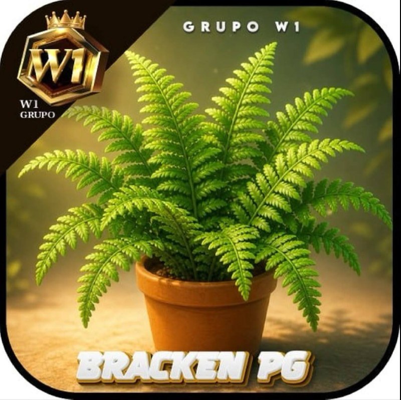 ✨ W1 Brackennpg